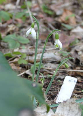 2020-02-09 Galanthus 'Solo' 1.jpg