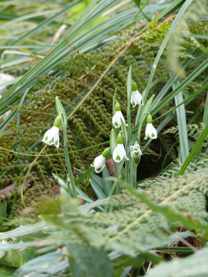 2020-02-09 Galanthus 'Trympostor' 2.jpg