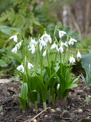 2020-02-09 Galanthus woronowii 1.jpg