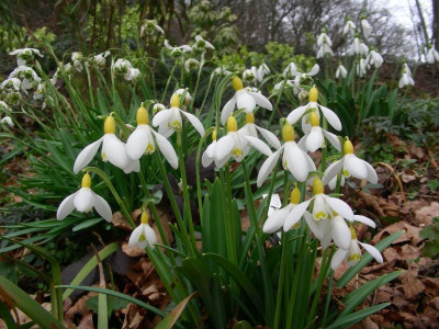 Galanthus Primrose Warburg DSCN8920.JPG
