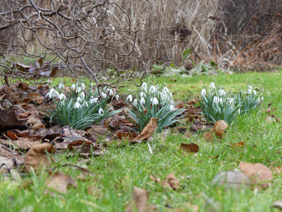 2020-02-09 Gartenimpressionen 2.jpg
