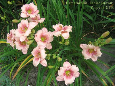 Janice_Brown_68491.jpg