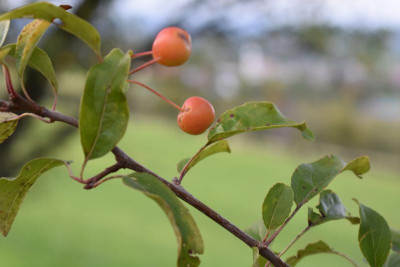 Obstlehrpfad dürnau ackermannpflaume 058.JPG
