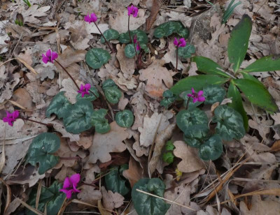 Cyclamen coum unter Eiche 200209.jpg