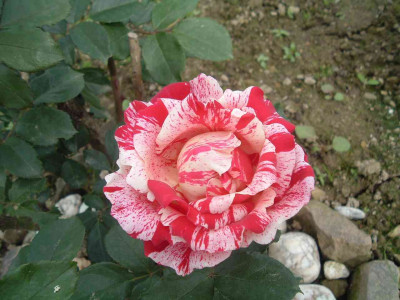 Kopie_vonDSCFmalerrose.JPG