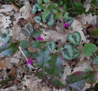 Cyclamen coum unter Eiche 200209 2.jpg