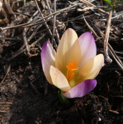 Crocus Rainbow Gold 200209.jpg