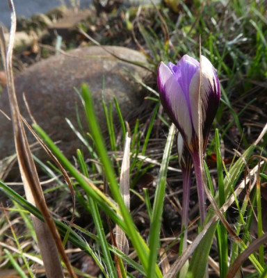 Crocus minimus 'Spring Beauty' 200209 k.jpg