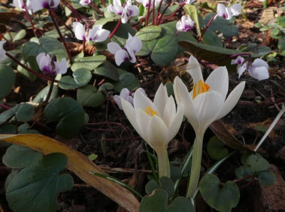 Crocus tommasianus Albus 200209 k.jpg