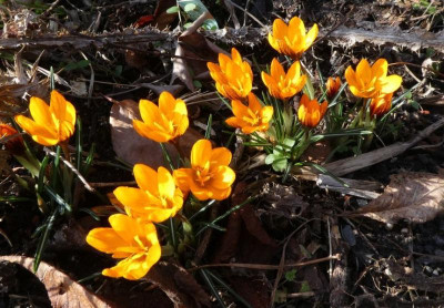 Crocus olivieri ssp. balansae 'Orange Monarch' 200209 k.jpg