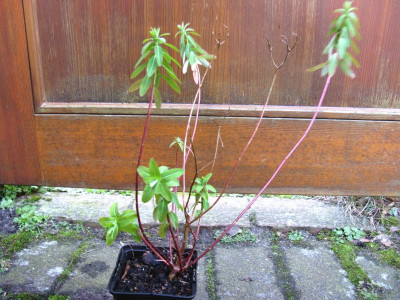 Euphorbia Topf 1.JPG