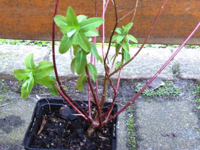 Euphorbia Topf 2.JPG