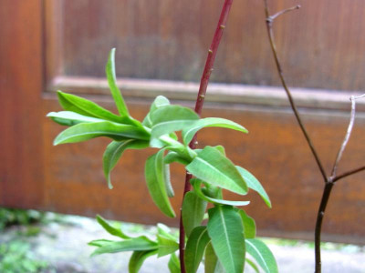 Euphorbia Topf 3.JPG