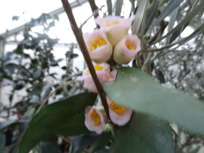 Bellbird.JPG