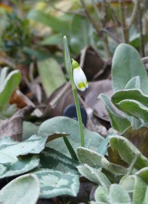 2020-02-12 Galanthus 'Midas'.jpg