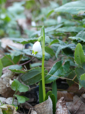 2020-02-12 Leucojum vernum Steiermark.jpg