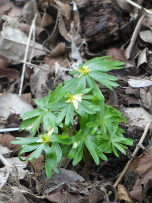 2020-02-12 Eranthis 'Schwefelglanz'.jpg