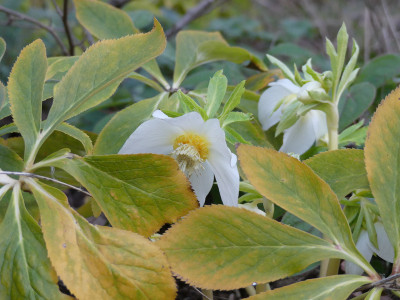 2020-02-12 Helleborus 'Super White' 1.jpg