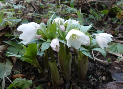 2020-02-12 Helleborus thibetanus.jpg