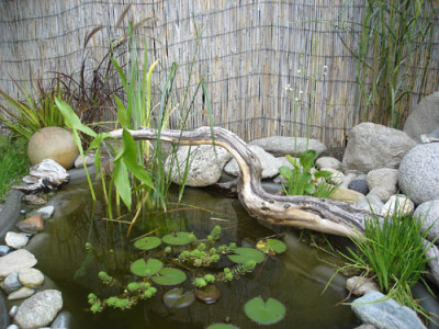 teich19.7.jpg