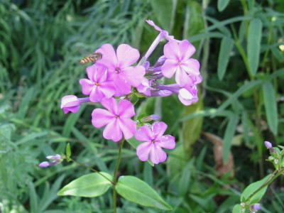 A14 phlox floridana 8.JPG