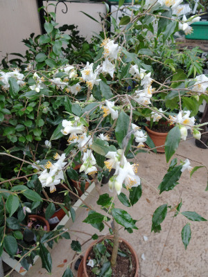 DSC07020.jpg