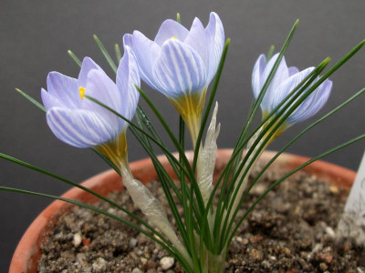 Crocus abantensis Azkabans Escapee 13.02.20.JPG