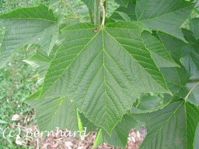 acer_rufinerve_01.jpg