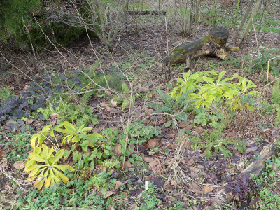 2020-01-13 Garteneinblick Helleborus 1.jpg
