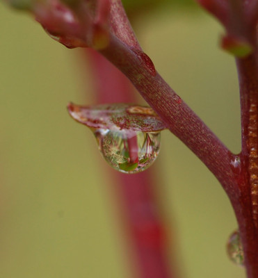 Tropfen-Sedum.jpg