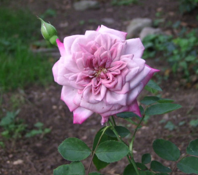 Orchid-Masterpiece-Rose.JPG