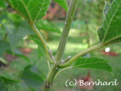 acer_rufinerve_02.jpg