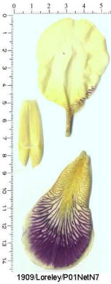 Loreley_P01.jpg
