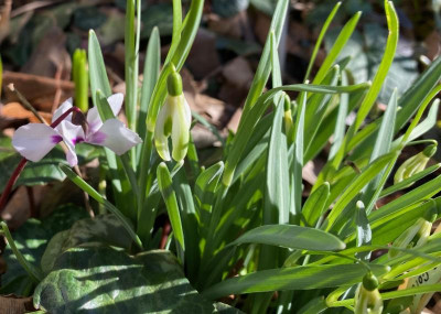 galanthus-selina-cords.5.2.20.jpg