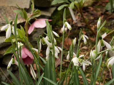 galanthus-modern-art-9.2.20.jpg