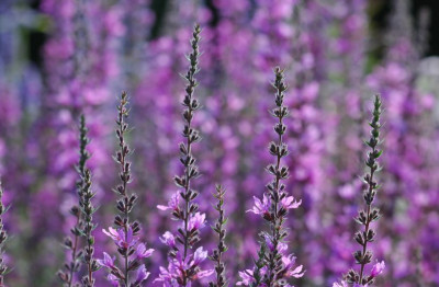 Lythrum_salicaria_1_15-07-2007.jpg