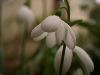 galanthus-e.a.bowles-9.2.20 (2).jpg