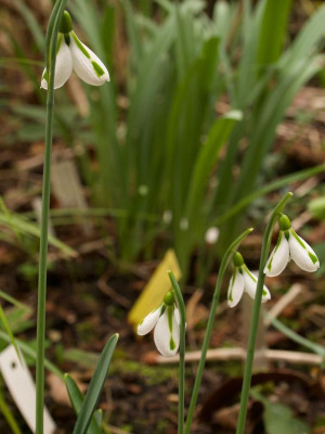 galanthus-south-hayes-9.2.20.jpg