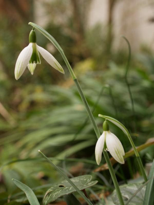 galanthus-kildare-9.2.2020.jpg