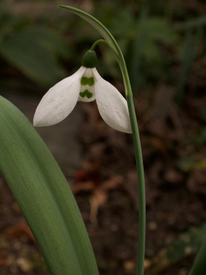 galanthus-wachtmeister-dimpflmoser-9.2.20.jpg