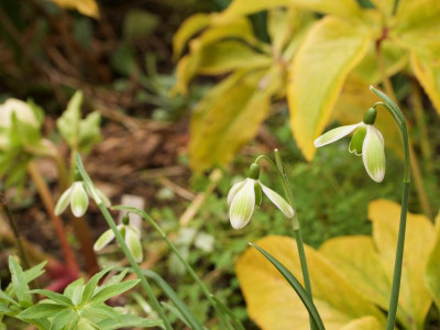 galanthus-green-tear-9.2.20.jpg