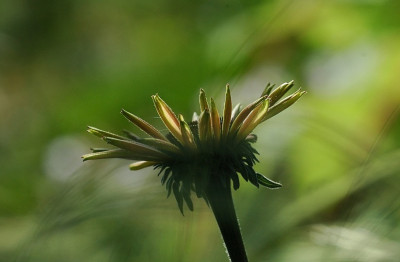 Echinacea_1_15-07-2007.jpg