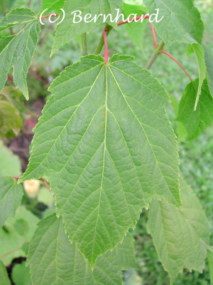 acer_pensylvanicum_01.jpg