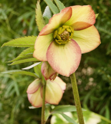 helleborus-gelb-schmiemann.jpg