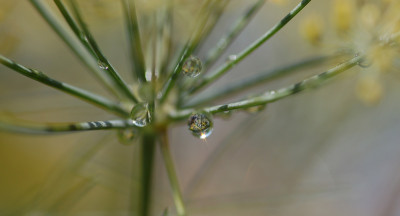 Fenchel-Tropfenhohle.jpg
