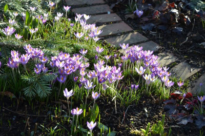 Crocus_tommasinianus.20-6.jpg