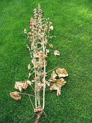 verdorrte_Stockrose_fars_2007.jpg