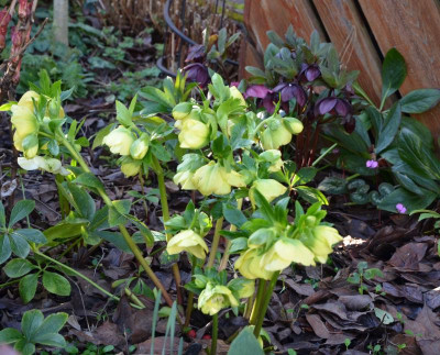 Helleborus-gelb.20-3.jpg