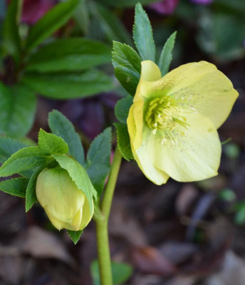 Helleborus-Sämling-yellow-spotted.20-2.jpg