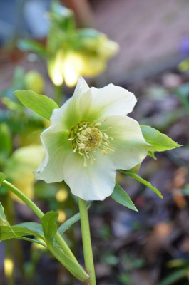 Helleborus-Sämling-weiß.20-2.jpg